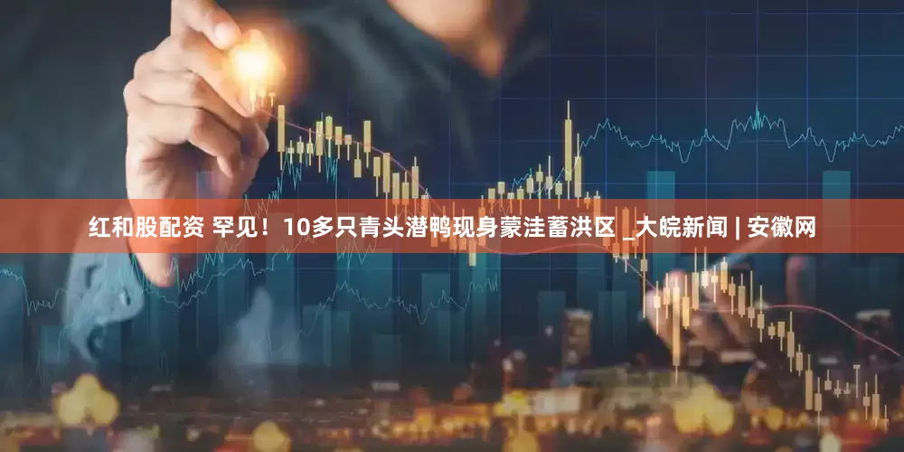 红和股配资 罕见！10多只青头潜鸭现身蒙洼蓄洪区 _大皖新闻 | 安徽网